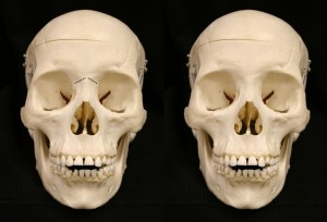 nasion dry skull