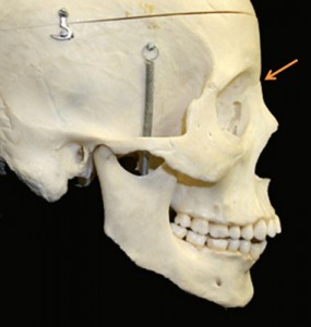 nasion dry skull lateral view