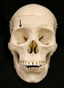 supraorbitale dry skull