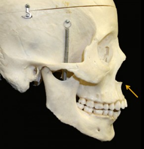 anterior nasal spine skull